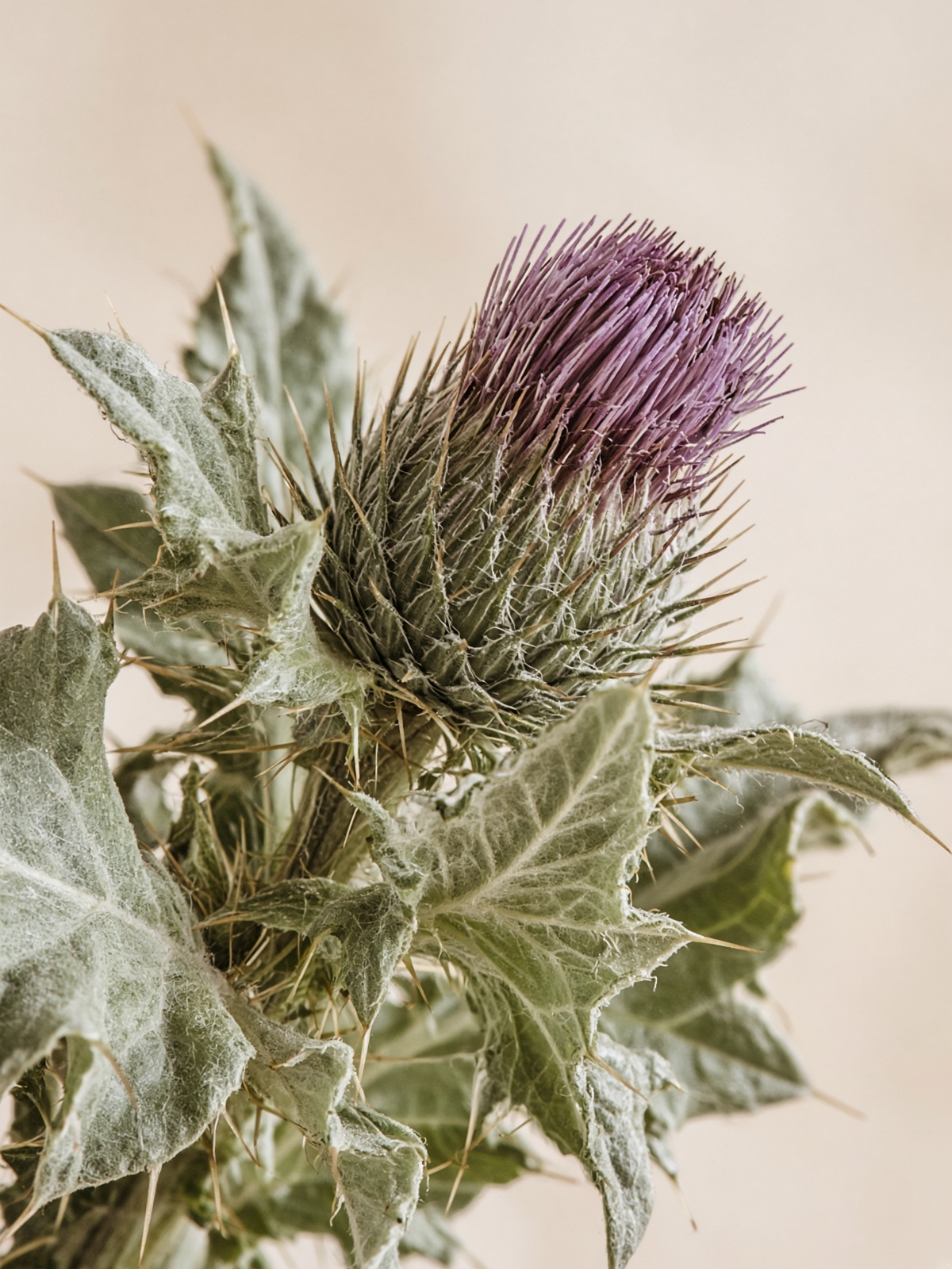 A Scottish thistle in close botanical detail